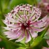 Roots Plants Perennials Astrantia 'Sparkling Stars Pink' 3L Pot 2 Roots Plants Perennials Astrantia 'Sparkling Stars Pink' 3L Pot