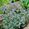 Roots Plants Brunnera 'Jack Frost'