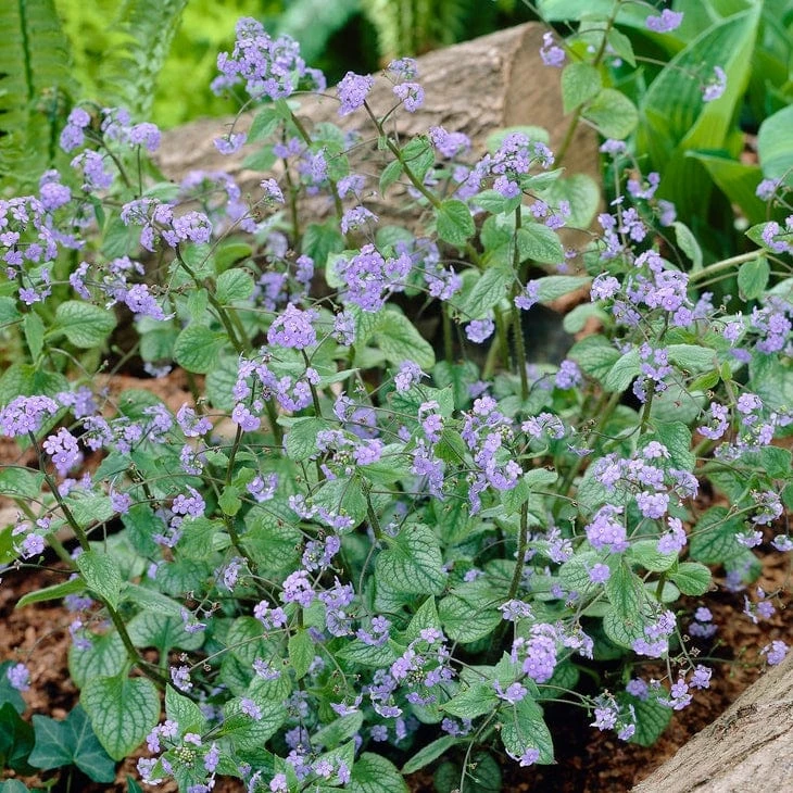 Roots Plants Brunnera 'Jack Frost' 3 Roots Plants Brunnera 'Jack Frost'