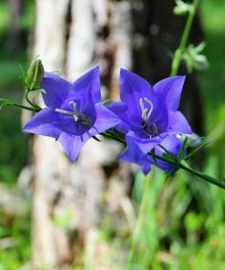 Roots Plants Campanula 'Hirsch Blue' 3L Pot