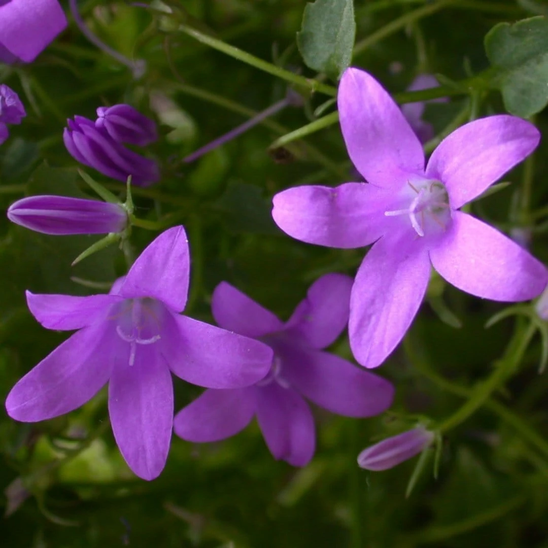 Roots Plants Perennials Campanula 'Sago' 3L Pot 3 Roots Plants Perennials Campanula 'Sago' 3L Pot