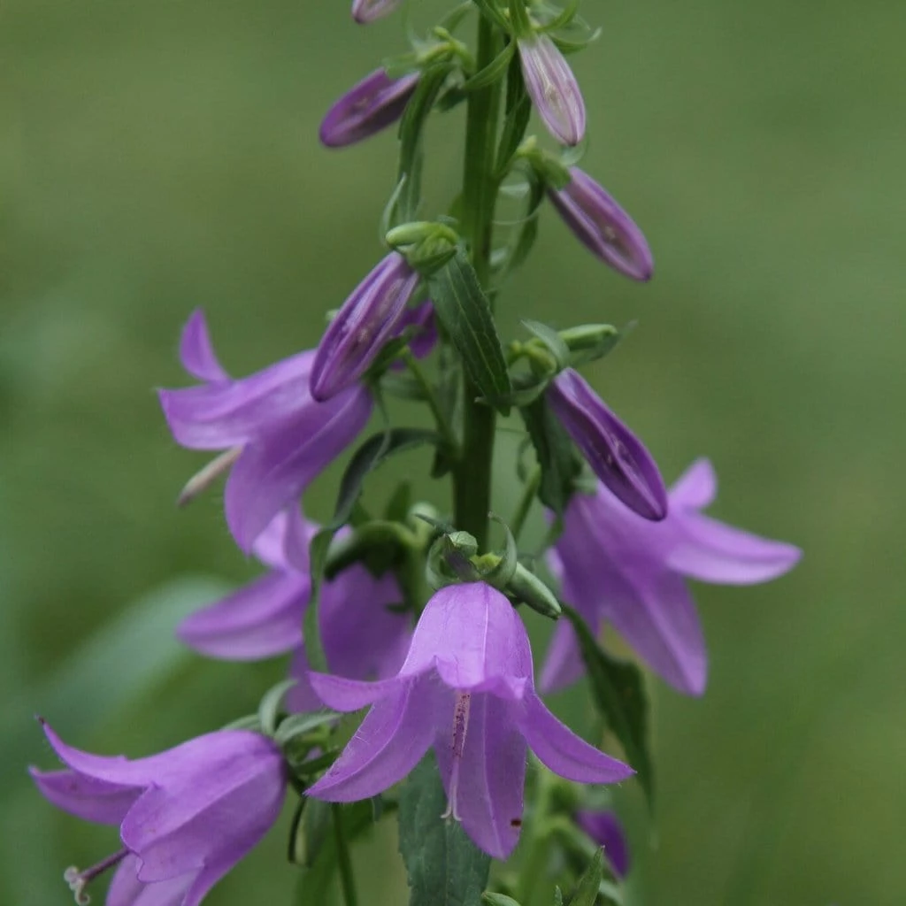 Roots Plants Perennials Campanula 'Sago' 3L Pot 4 Roots Plants Perennials Campanula 'Sago' 3L Pot