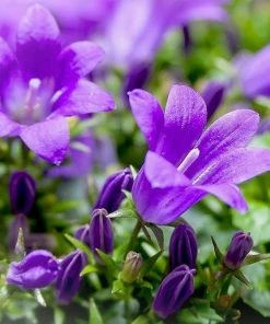 Roots Plants Campanula 'Viking' 3L Pot
