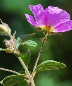 Roots Plants Perennials Cistus 'Creticus' 3L Pot