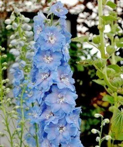 Roots Plants Delphinium 'Light Blue White Bee' Perennials