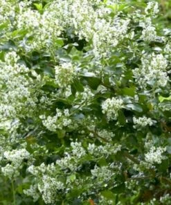 Roots Plants Escallonia 'Iveyi'