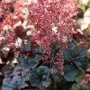 Roots Plants Perennials Heuchera 'Cassis' 3L Pot