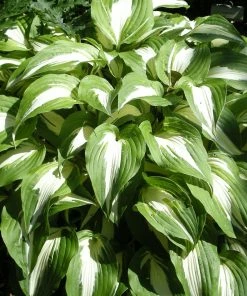 Roots Plants Perennials Hosta'Night Before Christmas' 3L Pot