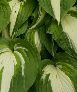 Roots Plants Perennials Hosta 'Night Before Christmas' 3L Pot