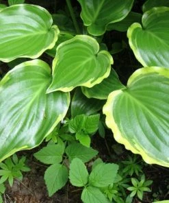 Roots Plants Perennials Hosta 'Sugar & Spice' 3L Pot