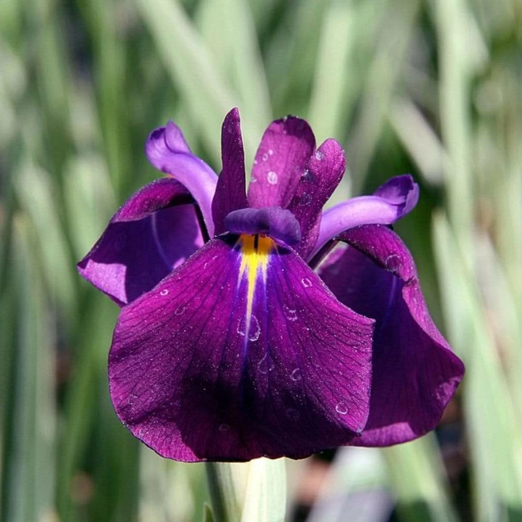 Roots Plants Iris 'Ensata Variegata' 3L Pot Perennials 4 Roots Plants Iris 'Ensata Variegata' 3L Pot Perennials