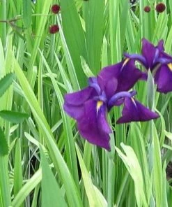 Roots Plants Iris 'Ensata Variegata' 3L Pot Perennials 7 Roots Plants Iris 'Ensata Variegata' 3L Pot Perennials