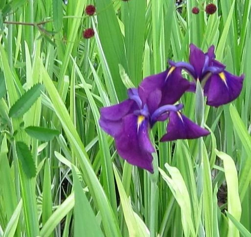 Roots Plants Iris 'Ensata Variegata' 3L Pot Perennials 5 Roots Plants Iris 'Ensata Variegata' 3L Pot Perennials