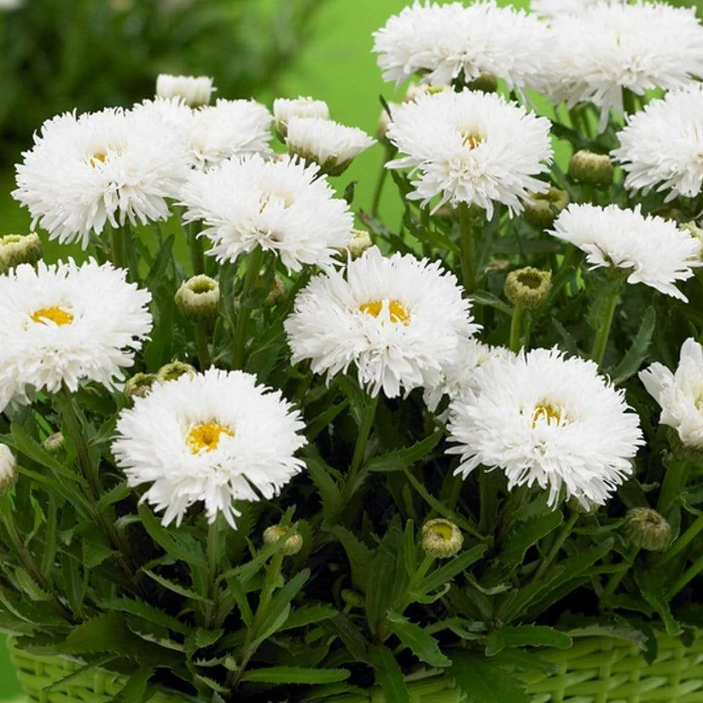 Roots Plants Leucanthemum 'Cloud Cumulus' 3L Pot 3 Roots Plants Leucanthemum 'Cloud Cumulus' 3L Pot