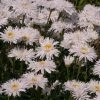 Roots Plants Perennials Leucanthemum 'Sante' 3L Pot 1 Roots Plants Perennials Leucanthemum 'Sante' 3L Pot