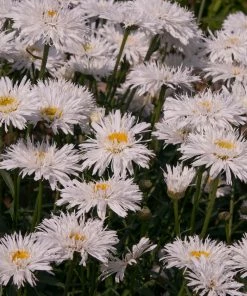 Roots Plants Perennials Leucanthemum 'Sante' 3L Pot