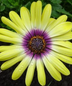 Roots Plants Osteospermum 'Blue Eyed Beauty' 1L Pot