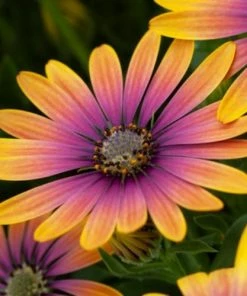 Roots Plants Osteospermum 'Purple Sun' 1L Pot