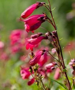 Roots Plants Penstemon 'Garnet' 2L Pot