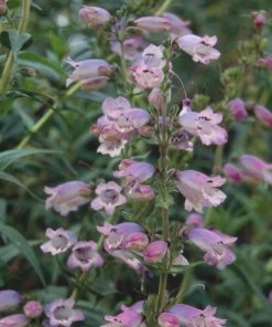 Roots Plants Penstemon 'Sour Grapes' Perennials