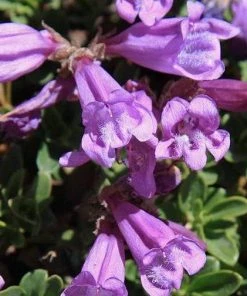 Roots Plants Penstemon 'Sour Grapes' Perennials