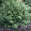 Roots Plants Perennials Pittosporum 'Silver Ball' 3L Pot