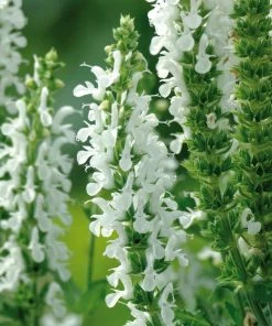 Roots Plants Perennials Salvia 'Lyrical White' 3L Pot