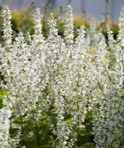 Roots Plants Perennials Salvia 'Lyrical White' 3L Pot 7 Roots Plants Perennials Salvia 'Lyrical White' 3L Pot