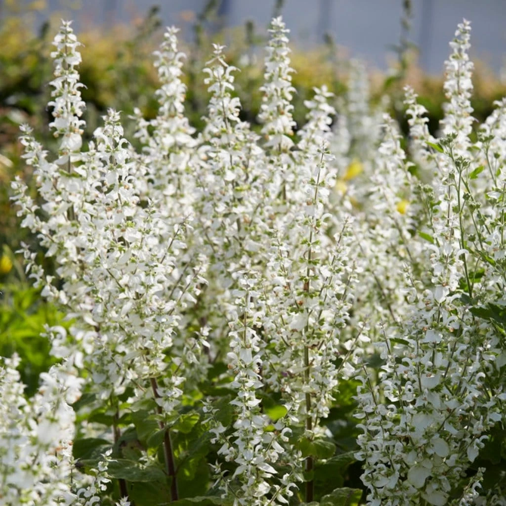 Roots Plants Perennials Salvia 'Lyrical White' 3L Pot 5 Roots Plants Perennials Salvia 'Lyrical White' 3L Pot