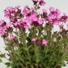 Roots Plants Silene 'Rollies Favourite' 3L Pot Perennials 1 Roots Plants Silene 'Rollies Favourite' 3L Pot Perennials