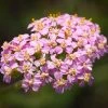 Roots Plants Perennials Achillea 'Milly Rock Pink' | 3L Pot