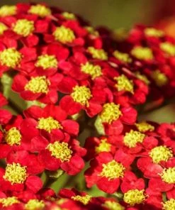 Roots Plants Achillea 'Milly Rock Red' | 3L Pot