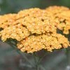 Roots Plants Achillea 'Milly Rock Yellow Terracotta' | 3L Pot Perennials