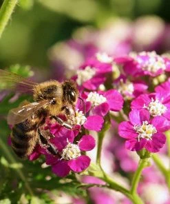 Roots Plants Achillea 'New Vintage Violet' | 3L Pot Perennials