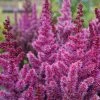 Roots Plants Astilbe 'Purple Rain' | 3L Pot Perennials 2 Roots Plants Astilbe 'Purple Rain' | 3L Pot Perennials