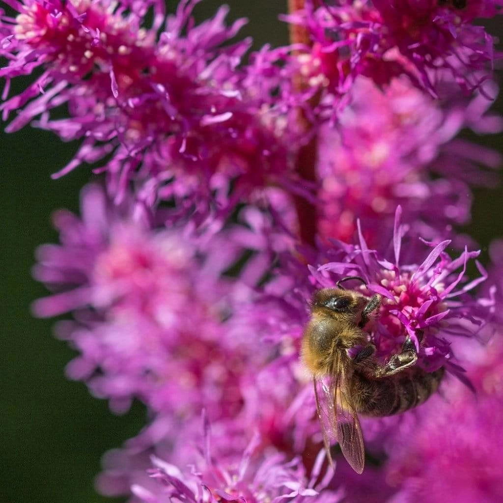 Roots Plants Astilbe 'Purple Rain' | 3L Pot Perennials 4 Roots Plants Astilbe 'Purple Rain' | 3L Pot Perennials