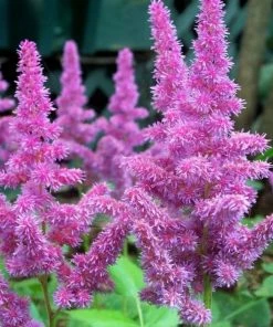 Roots Plants Astilbe 'Purple Rain' | 3L Pot Perennials 7 Roots Plants Astilbe 'Purple Rain' | 3L Pot Perennials
