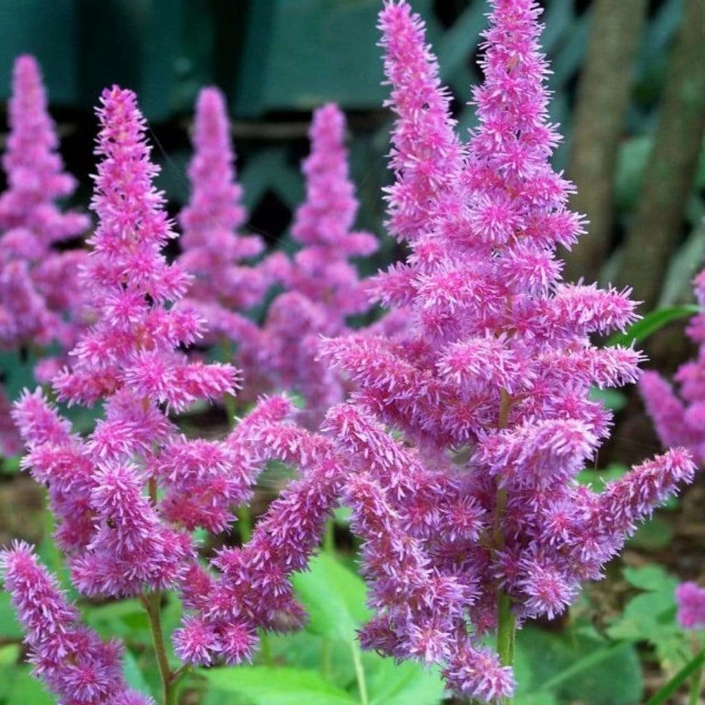 Roots Plants Astilbe 'Purple Rain' | 3L Pot Perennials 5 Roots Plants Astilbe 'Purple Rain' | 3L Pot Perennials