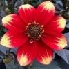 Roots Plants Dahlia 'Dahlegria Orange Yellow Tip' | 3L Pot Dahlias 2 Roots Plants Dahlia 'Dahlegria Orange Yellow Tip' | 3L Pot Dahlias