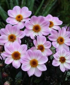 Roots Plants Dahlias Dahlia 'Dahlegria Pink Flame' | 3L Pot