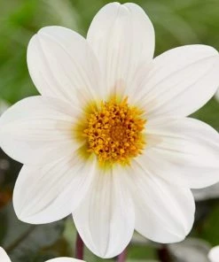 Roots Plants Dahlia 'Dahlegria White' | 3L Pot 7 Roots Plants Dahlia 'Dahlegria White' | 3L Pot