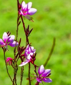 Roots Plants Gaura 'Gambit Variegata Rose' 7 Roots Plants Gaura 'Gambit Variegata Rose'