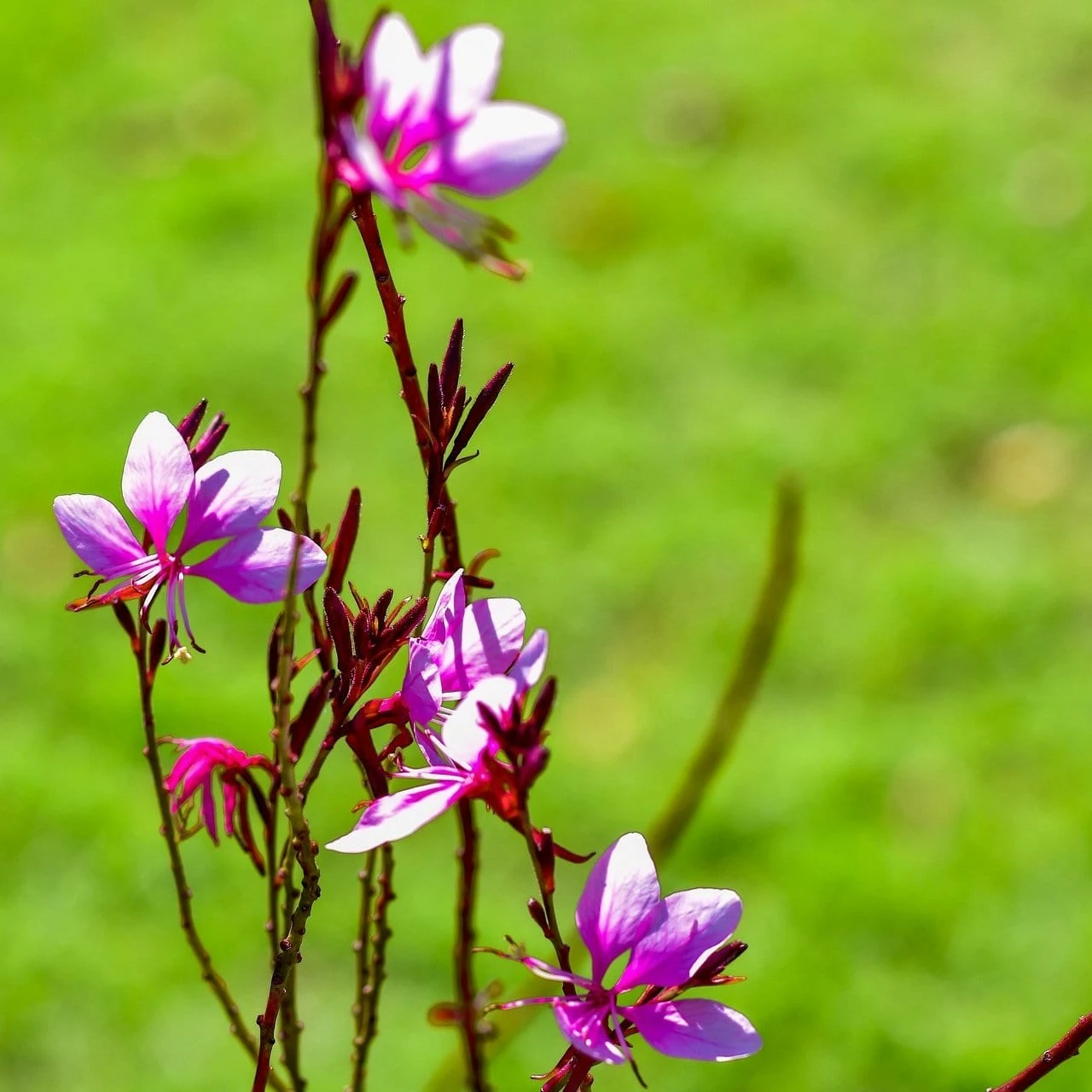 Roots Plants Gaura 'Gambit Variegata Rose' 5 Roots Plants Gaura 'Gambit Variegata Rose'