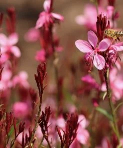 Roots Plants Gaura 'Gaudi Rose' | 3L Pot 5 Roots Plants Gaura 'Gaudi Rose' | 3L Pot