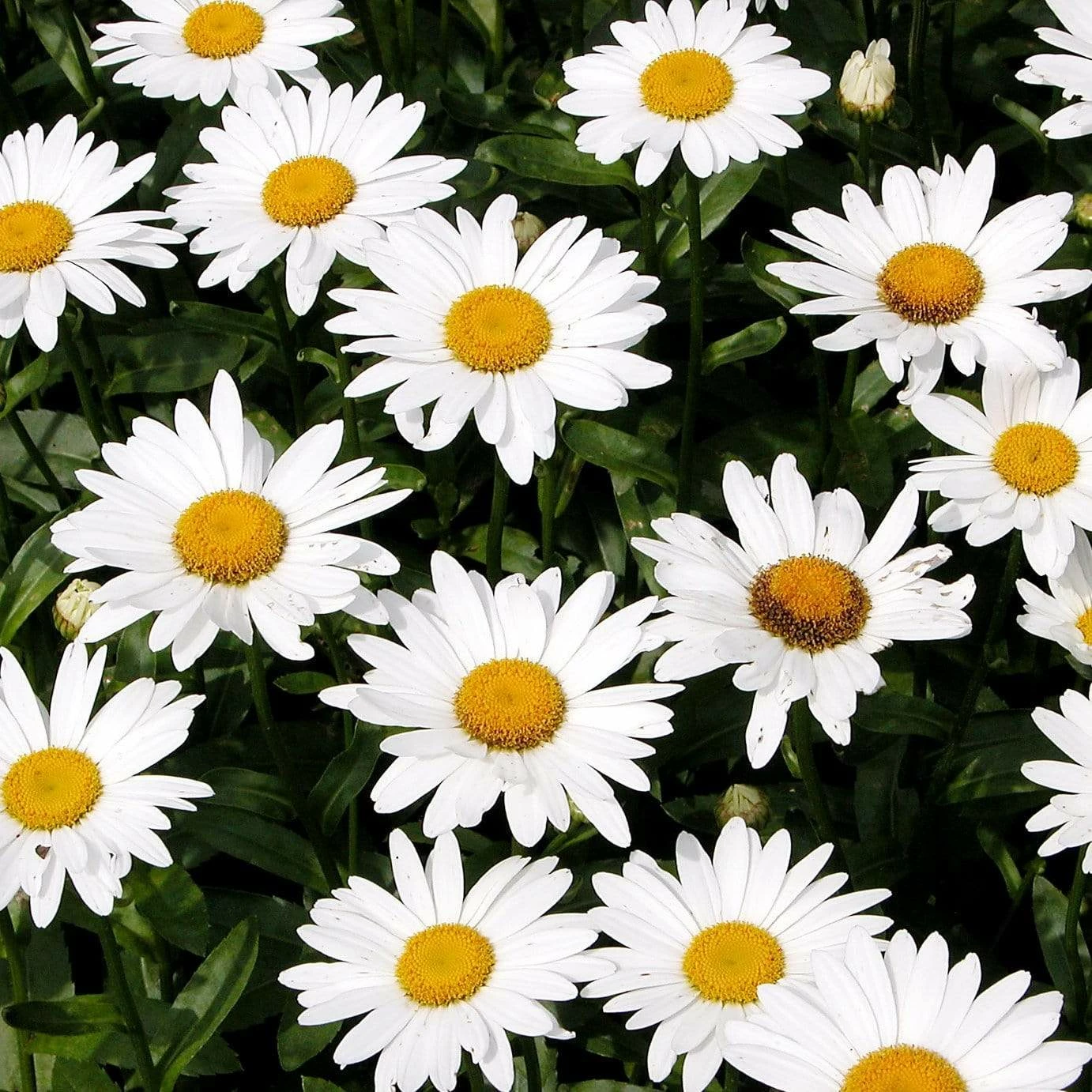 Roots Plants Leucanthemum 'Broadway Lights' | Daisy 6 Roots Plants Leucanthemum 'Broadway Lights' | Daisy