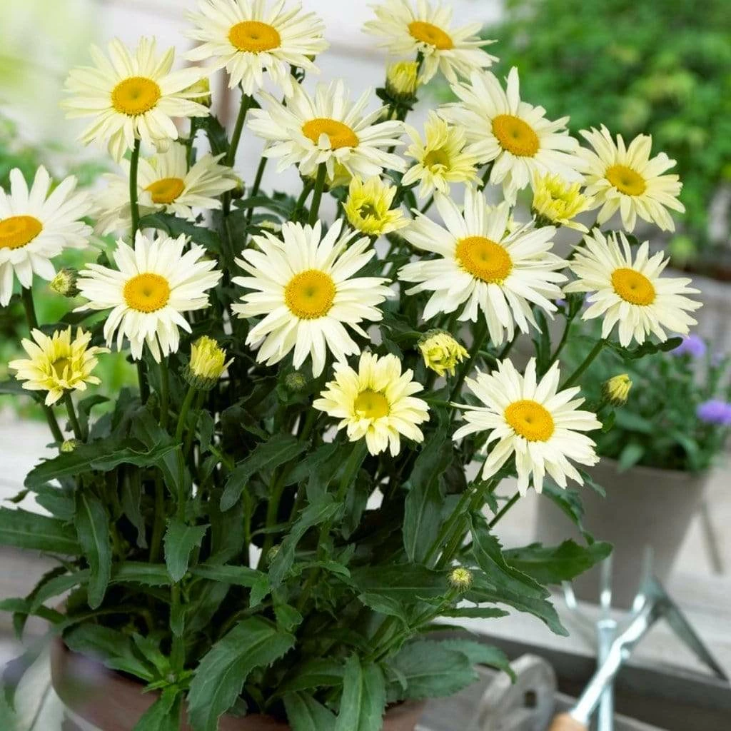 Roots Plants Leucanthemum 'Broadway Lights' | Daisy 3 Roots Plants Leucanthemum 'Broadway Lights' | Daisy