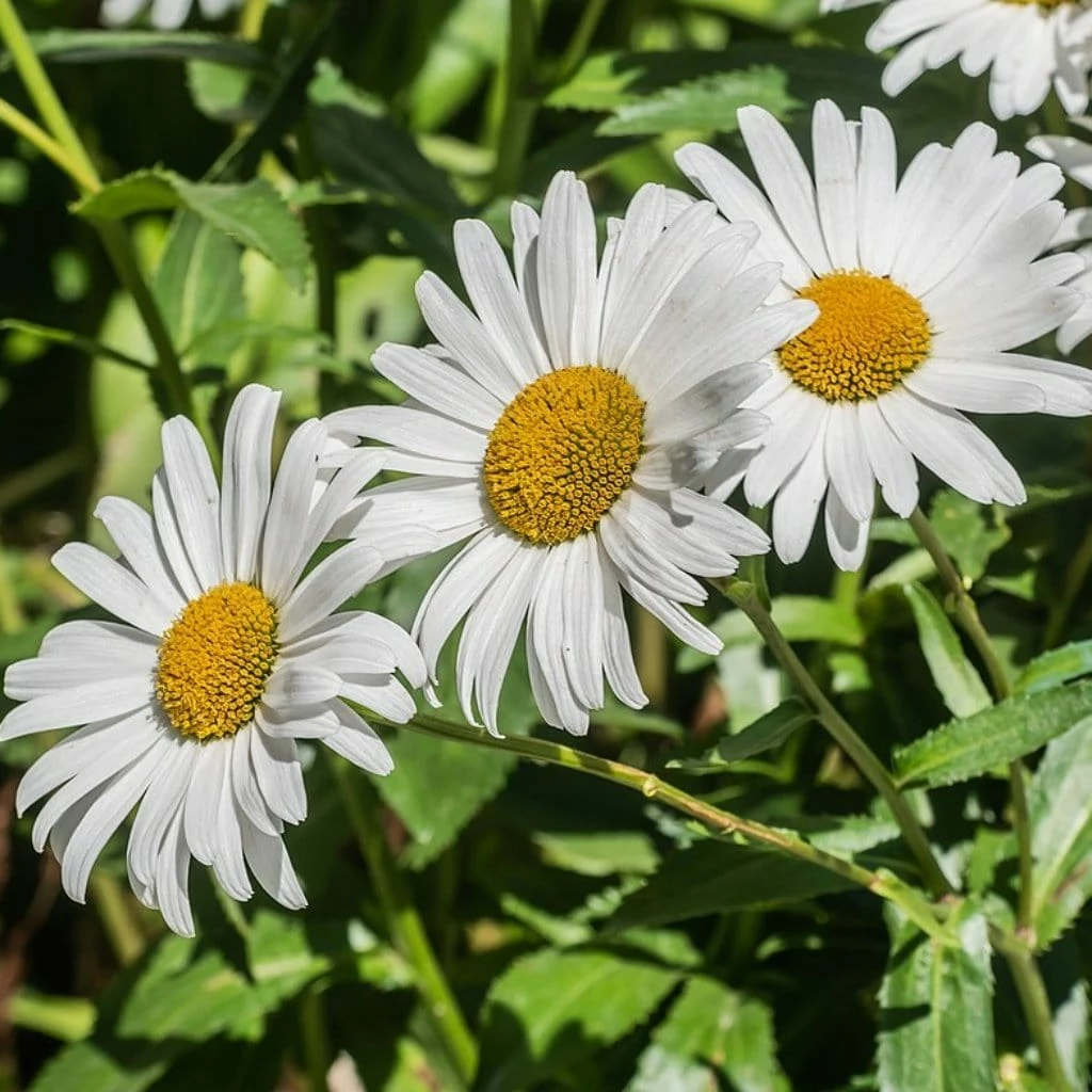 Roots Plants Perennials Leucanthemum 'Western Star Taurus' | Daisy | 3L Pot 4 Roots Plants Perennials Leucanthemum 'Western Star Taurus' | Daisy | 3L Pot