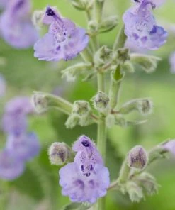 Roots Plants Perennials Nepeta 'Walkers Low'