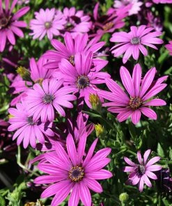 Roots Plants Osteospermum 'Tresco Purple' | 3L Pot