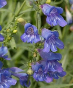 Roots Plants Perennials Penstemon 'Electric Blue' | 2L Pot